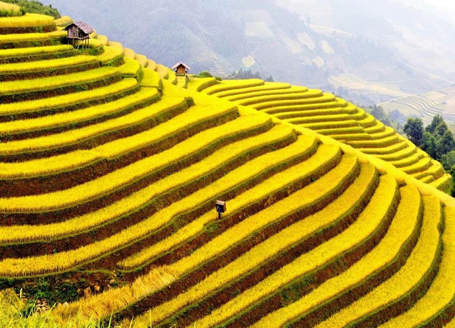 10 thang canh du lich hap dan nhat Viet Nam hinh anh 11 6. Ruộng bậc thang Sa Pa. Là một thị trấn vùng cao ở phía Tây Bắc Việt Nam, nơi có các thửa ruộng bậc thang tuyệt đẹp, trải dài như là những nấc thang vươn lên tận lưng trời. Với cảnh quang thiên nhiên hùng vĩ, thơ mộng, những phiên chợ tình bí ẩn và ẩm thực phong phú, đặc sắc, Sa Pa đã “mê hoặc” hầu hết những du khách khi đặt chân đến đây.